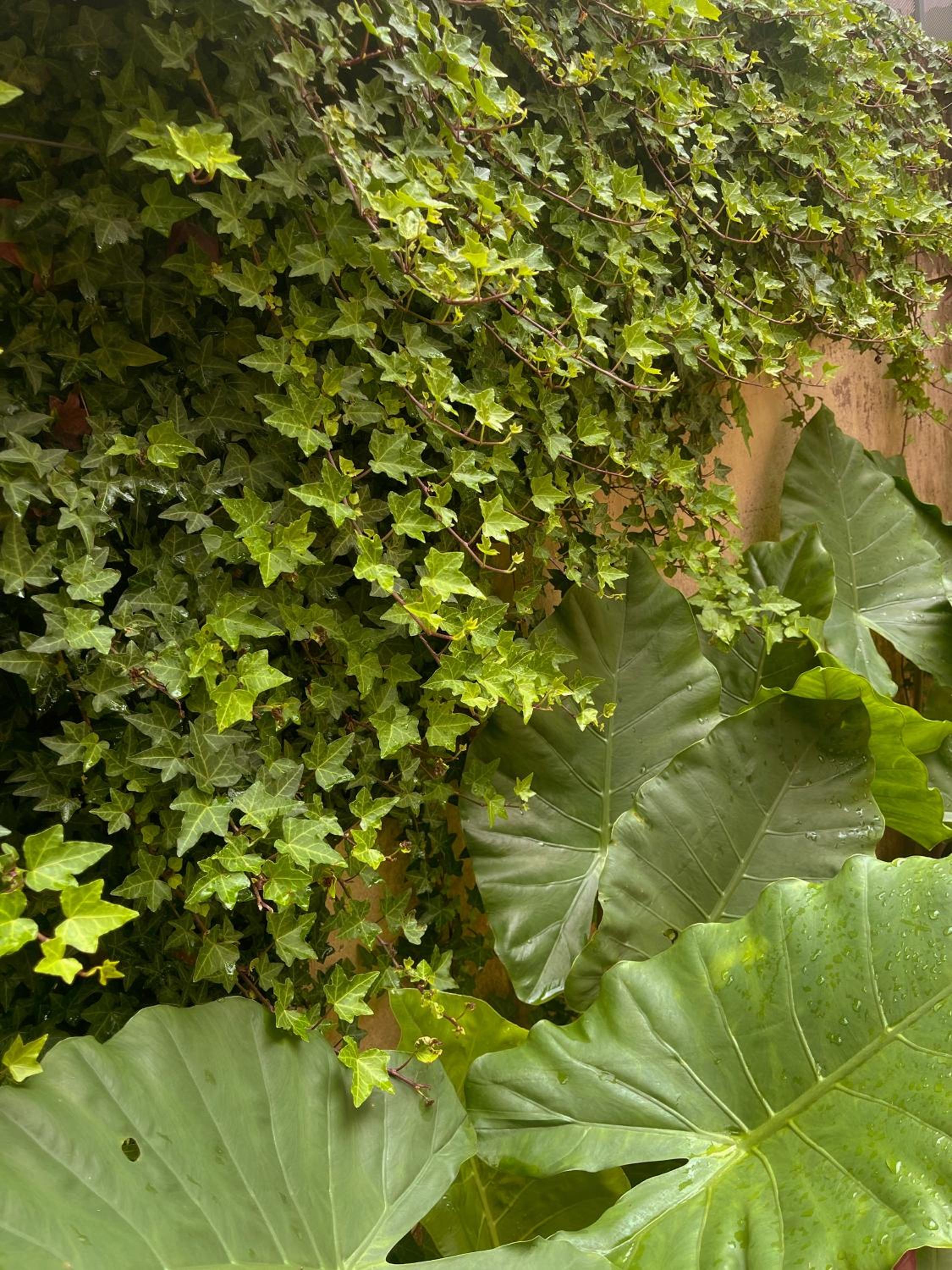 Dốc Garden Homestay Đà Lạt