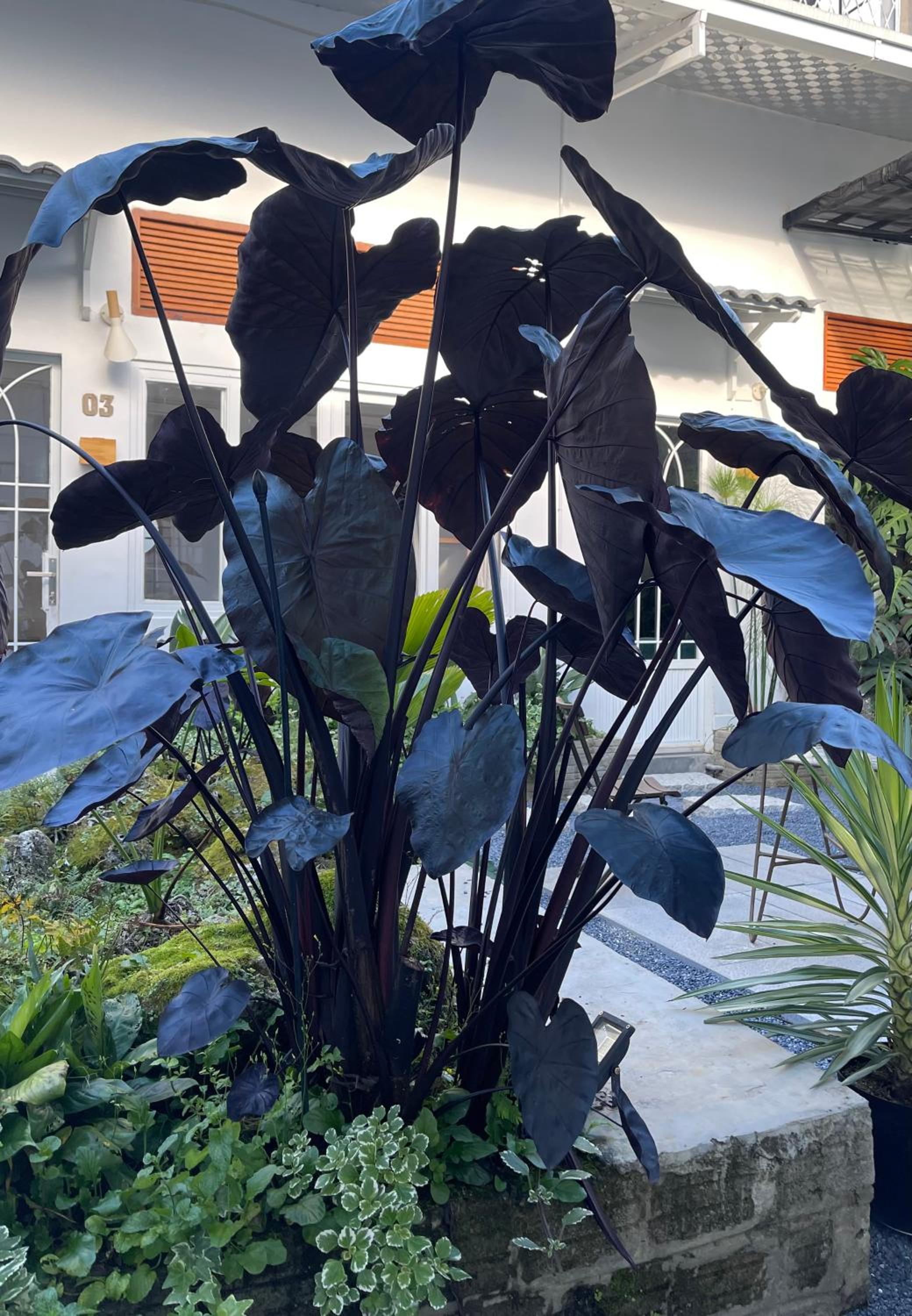 Dốc Garden Homestay Đà Lạt