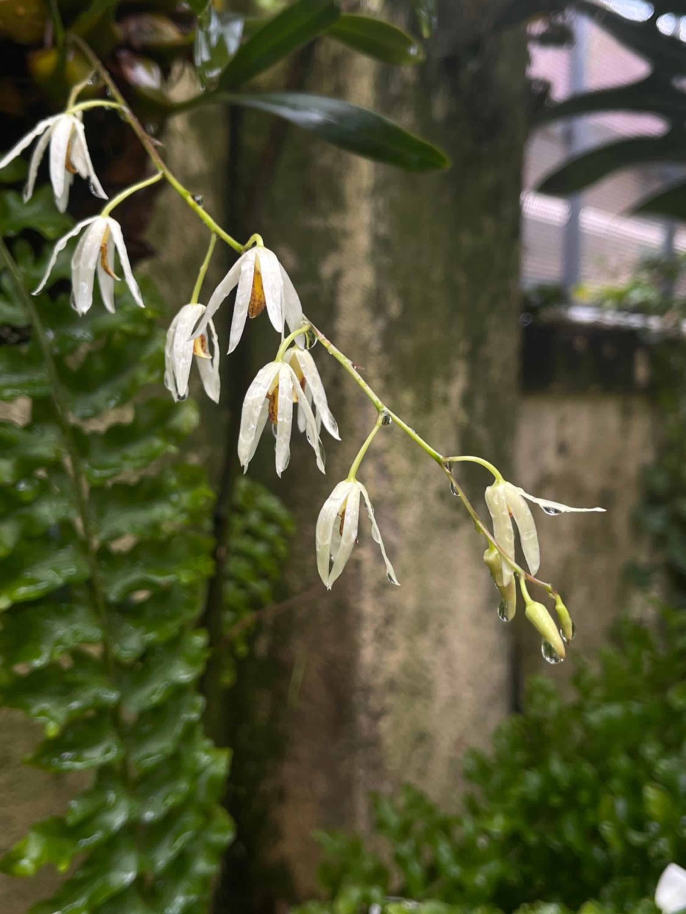 Dốc Garden Homestay Đà Lạt