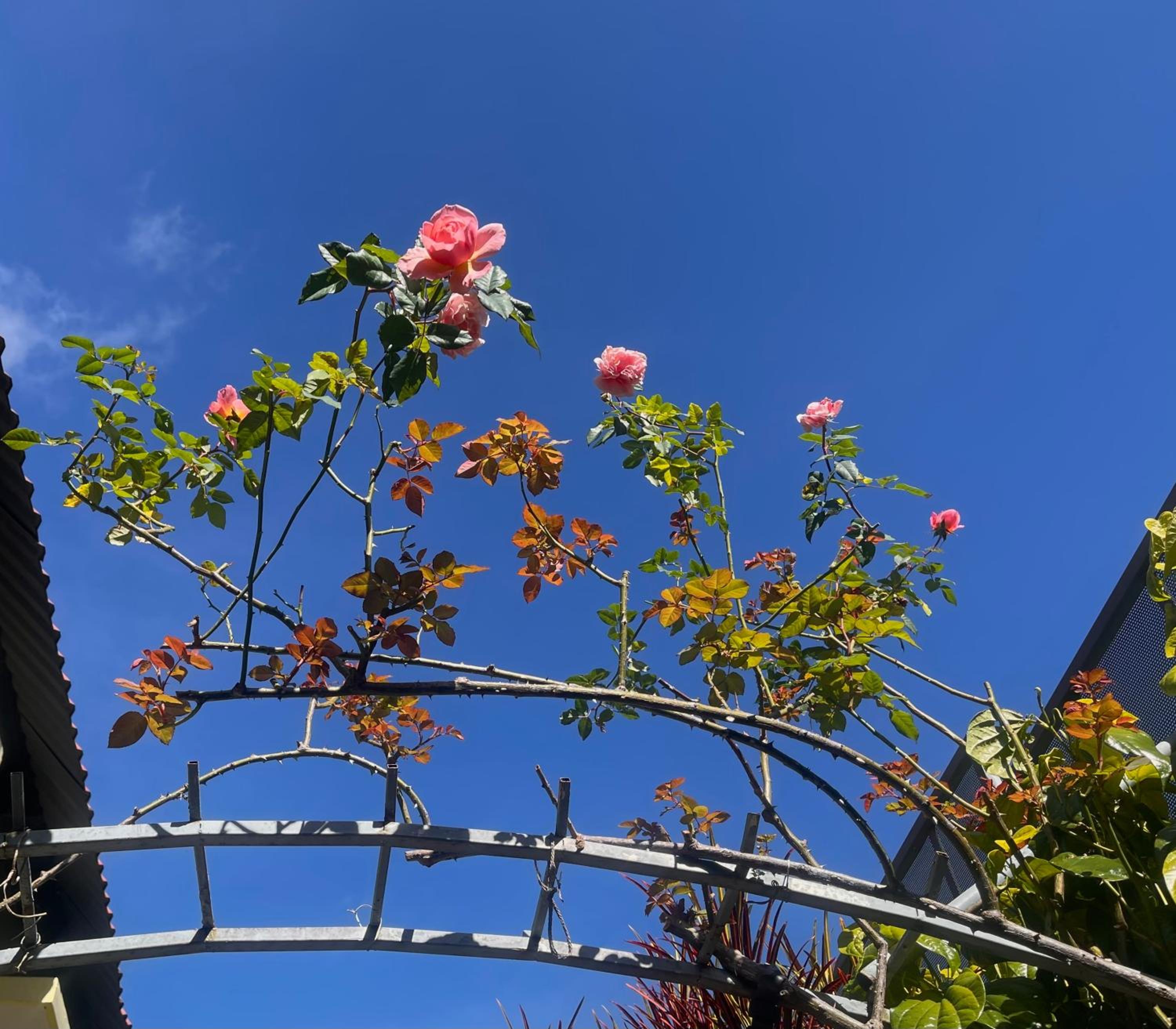 Dốc Garden Homestay Đà Lạt