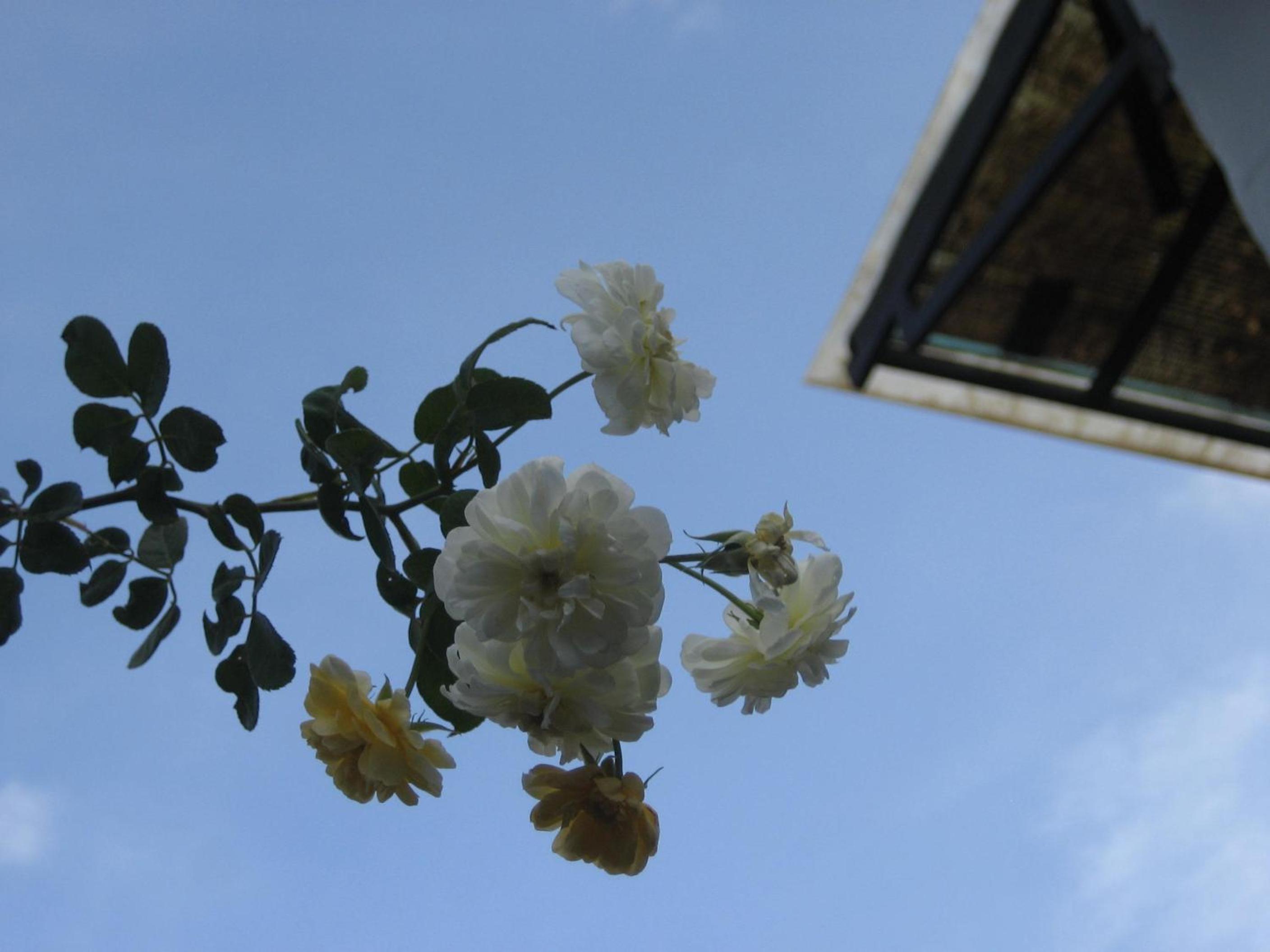 Dốc Garden Homestay Đà Lạt