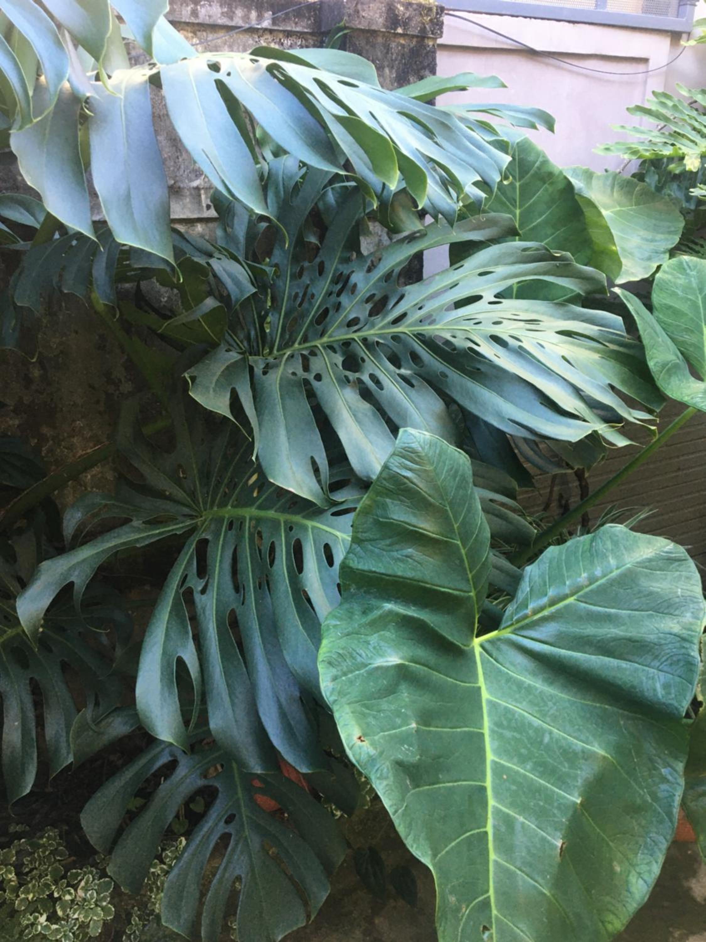 Dốc Garden Homestay Đà Lạt