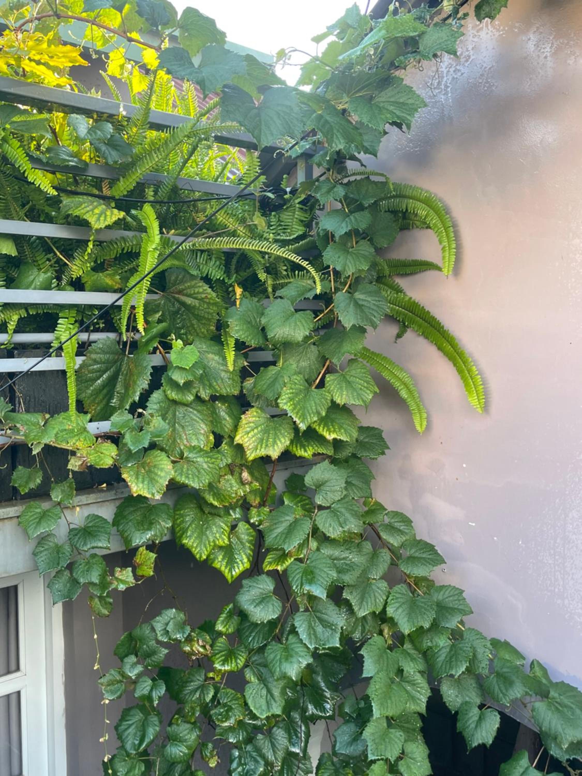 Dốc Garden Homestay Đà Lạt