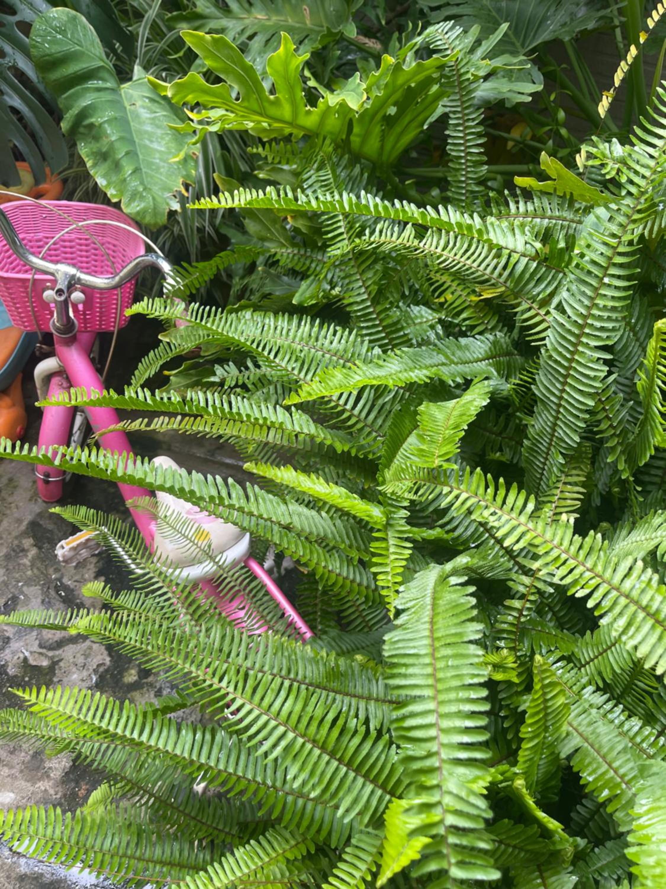 Dốc Garden Homestay Đà Lạt