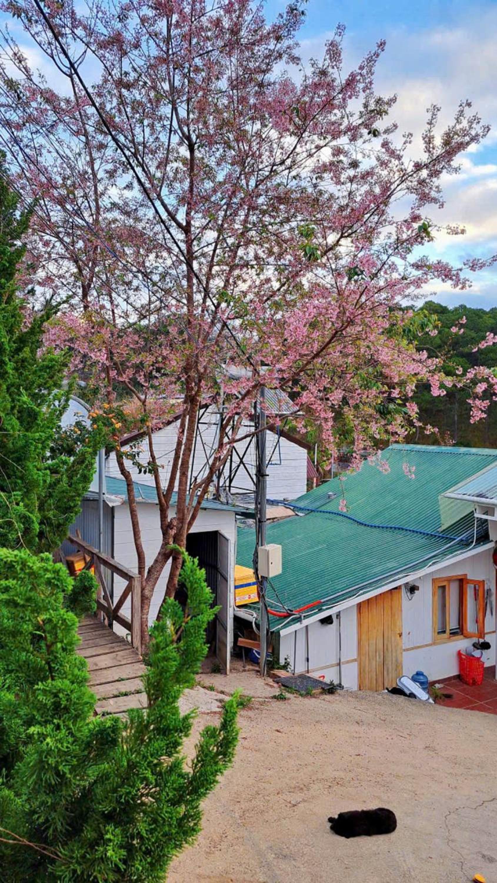 Lưng Chừng House