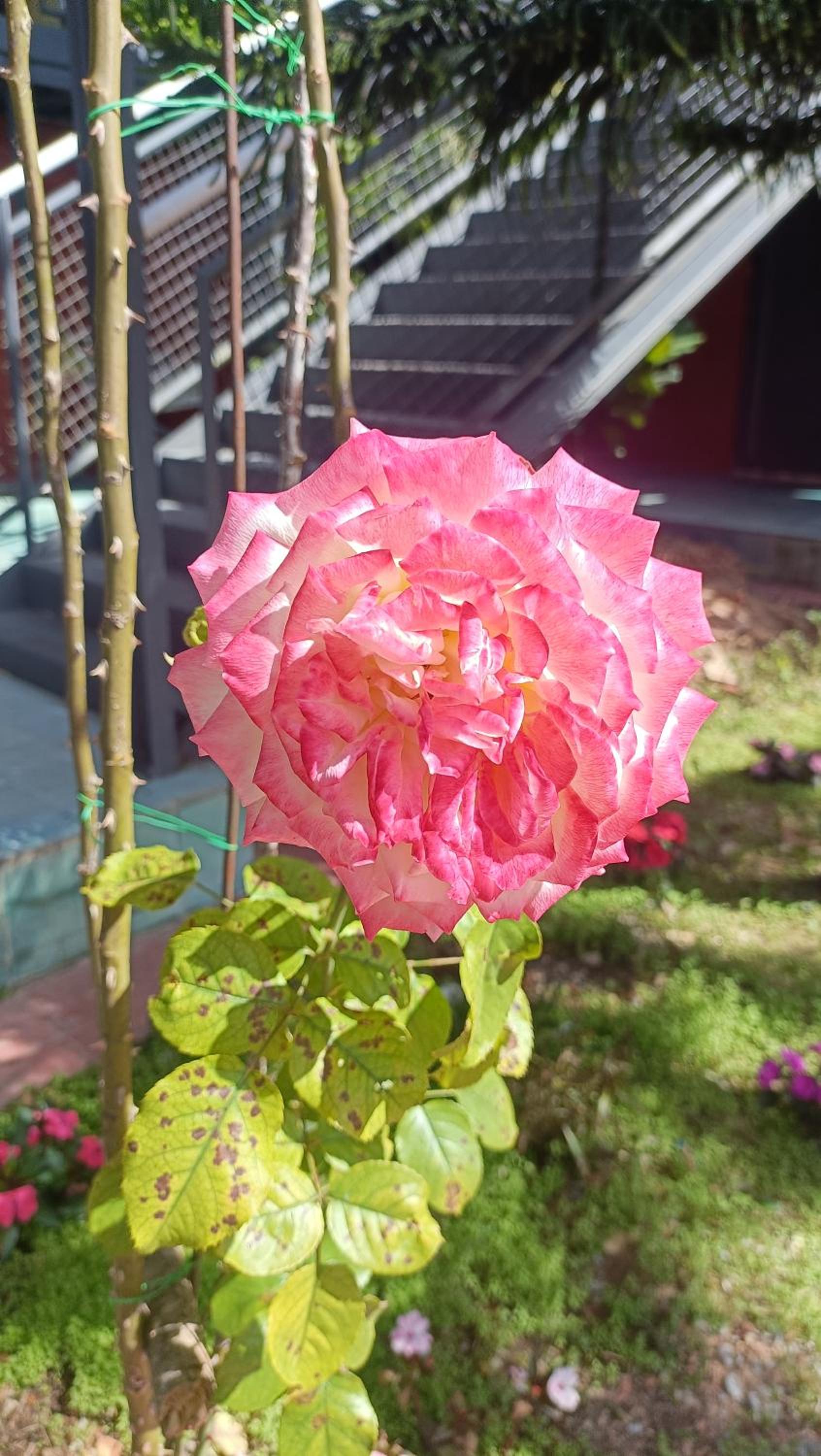 Rose Hill Villa Dalat