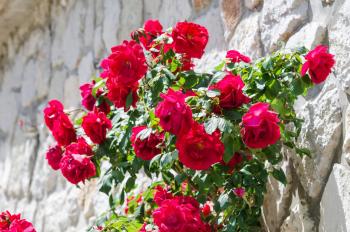 Maisons de vacances à Okuklje