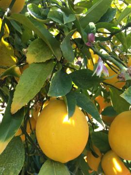 LEMON TREE