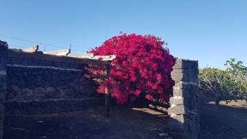 Relax-Oasis Vasiliko Lanzarote -