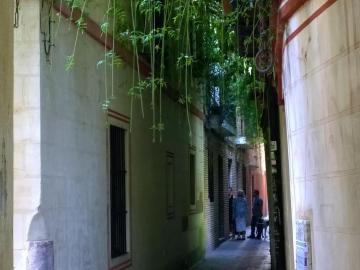 Calle verde 9
