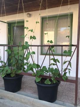 Nest Apartman