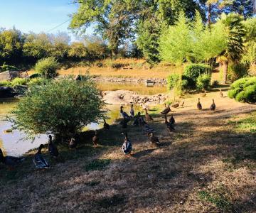 Le refuge des canards