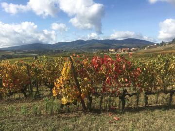 Chambre spacieuse Le clos des vignes