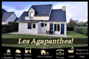 Les Agapanthes