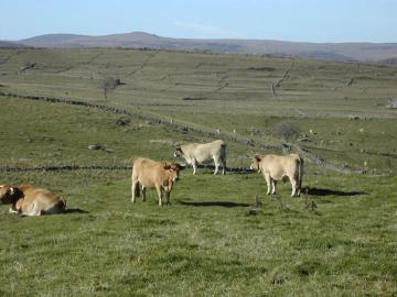 Plateau de l'Aubrac