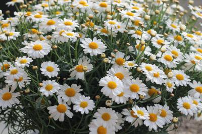 De Perenboom - 5
