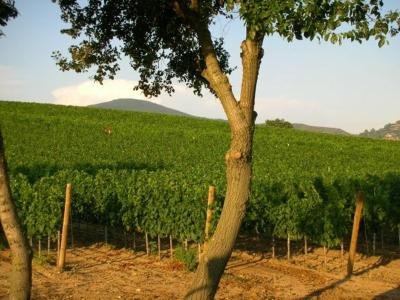 Il casale degli olivi - 6