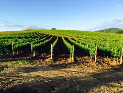 Il casale degli olivi - 7