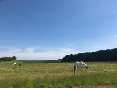 Rockinghams Farm - 2