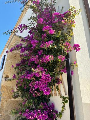 Il Casalino - 5