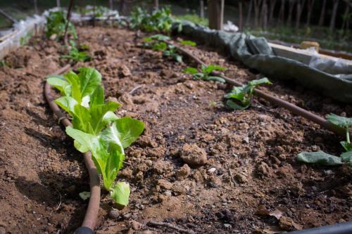 a garden with green plants in the dirt at Agriturismo e Glamping Serraiola Alta in Frassine