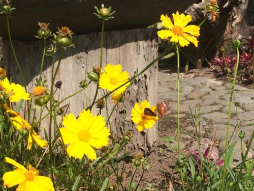 a group of yellow flowers next to a wooden fence at Reserva Guadalajara - Cocora Valley in Salento