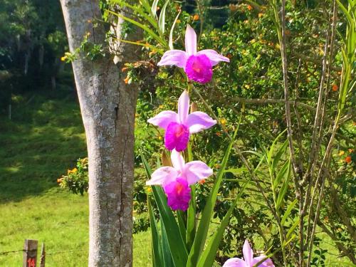 a group of purple flowers next to a tree at Reserva Guadalajara - Cocora Valley in Salento