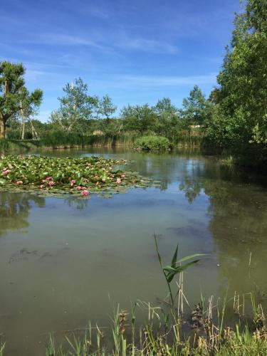 un étang rempli de nombreux nénuphars dans l'établissement Jard marais océan, à Jard-sur-Mer