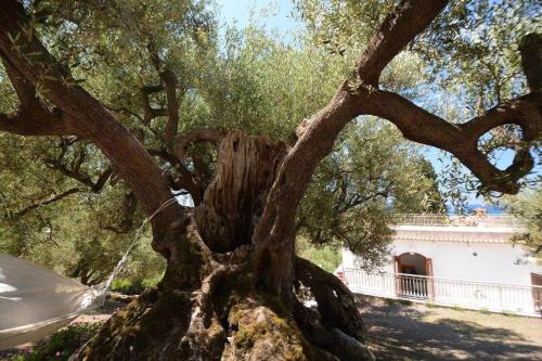 Gallery image of Il Paradiso Di Hyele in Ascea