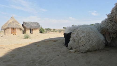 a sheep laying in the sand in front of two huts at Mala Ki Dhani in Jaisalmer