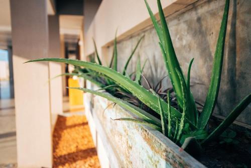 a row of plants sitting on a wall at The Palmyrah House in Mannar