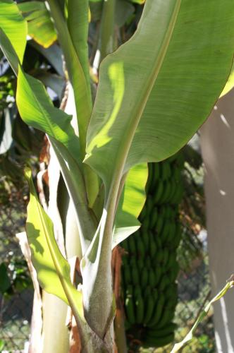 a banana tree with a bunch of green bananas at Casa Creativa in Hermigua
