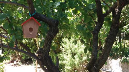 a bird house hanging from a tree at Affittacamere Tory in Sirolo