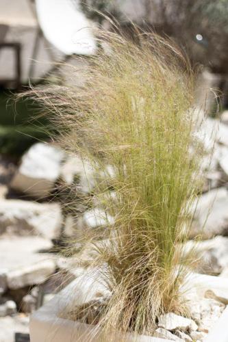a patch of tall grass on a pile of rocks at Les Chambres d'Hôtes du Grand Mornas in Carry-le-Rouet