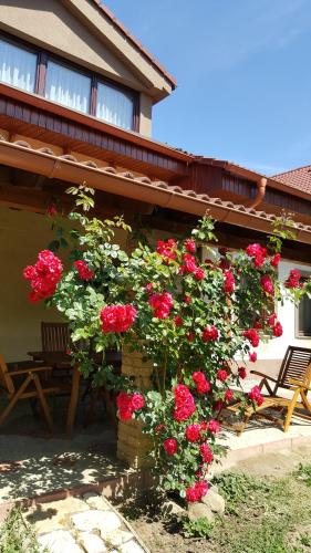 Balassi apartment