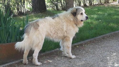a large white dog standing in front of a mirror at Artenatura BeB in Terranuova Bracciolini