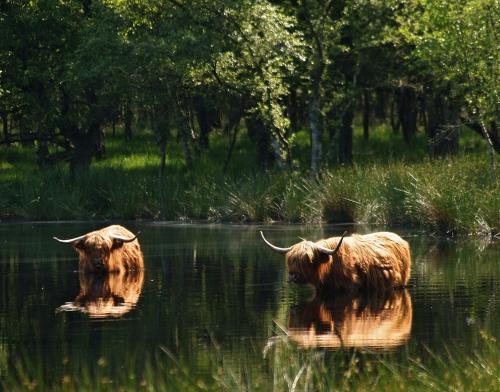 two cows are standing in the water at Hotel van der Valk Spier Dwingeloo in Spier