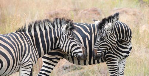 two zebras standing next to each other in a field at Shambala Private Game Reserve in Vaalwater