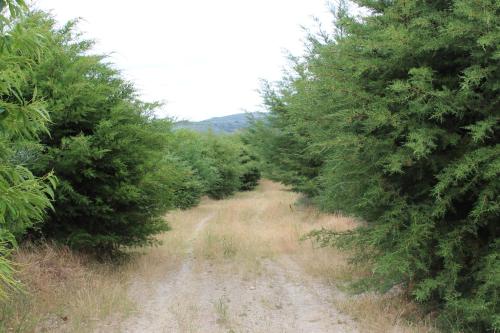 a row of trees on a dirt road at Hotel Medieval® de Penedono in Penedono