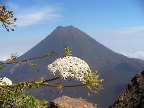 a mountain with a flower in the foreground at Hotel Ocean View & Restaurante Seafood in São Filipe
