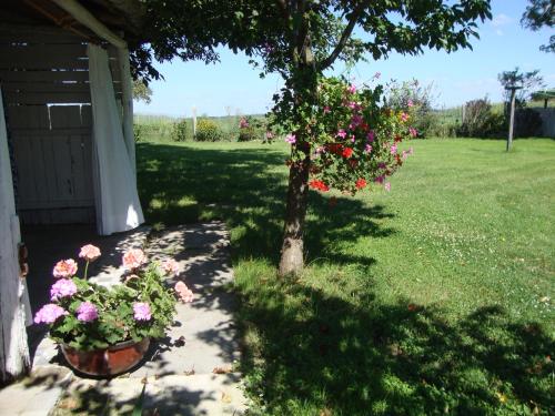 a tree with flowers in a pot next to a house at Ferienhaus Somloi Sellö in Somlószőlős