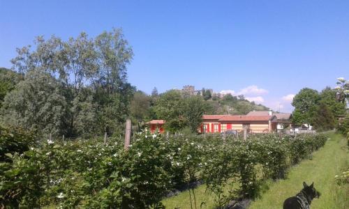 a black dog standing in a field of apple trees at Agriturismo Terra e Lago d'Iseo Franciacorta in Paratico