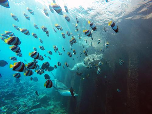 a group of fish swimming in the ocean at Turquoise Residence by UI in Hulhumale
