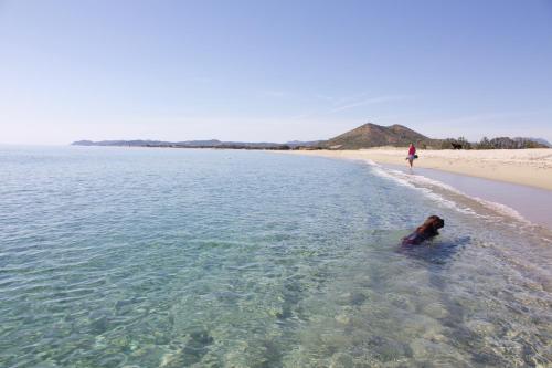 a dog swimming in the water on a beach at Camping Ermosa in Posada