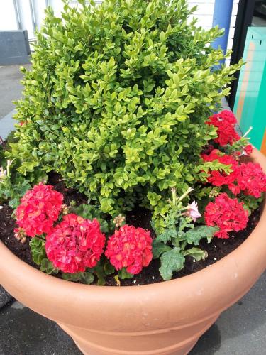 a flower pot with red and green plants in it at Arbutus Inn in Victoria