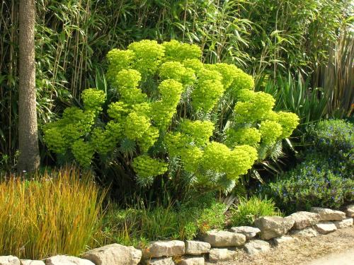 a green bush in the middle of a garden at Chambres d'Hôtes Le Nid d'Iroise in Lanildut