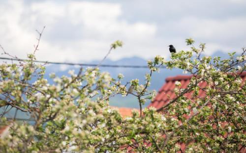 a black bird sitting on top of a tree at Casa Mosului - Transfăgărășan Bed & Breakfast in Cîrţişoara