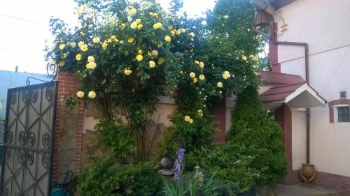 a tree with yellow flowers on the side of a building at Hostel Mnogoborets F. Klub in Odesa