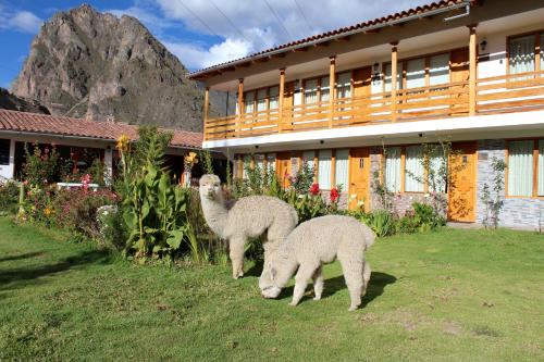 three sheep standing in the grass in front of a building at Hotel Tierra Inka Sacred Valley in Ollantaytambo
