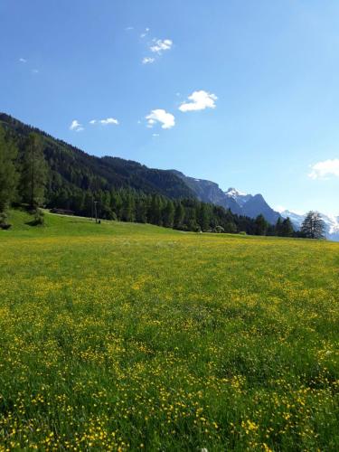 a field of flowers in a field with mountains in the background at Katja´s Ferienwohnung in Trins